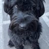 Blacky, Riesenschnauzer (geb.01/2022)