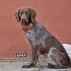 CANELI