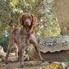 CANELI