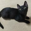 Junge verspielte Katze Baghera