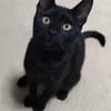 Junge verspielte Katze Baghera