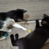Junge verspielte Katze Baghera