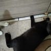 Junge verspielte Katze Baghera