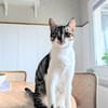 Charly aus dem Tierschutz