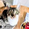 Charly aus dem Tierschutz