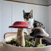 Charly aus dem Tierschutz