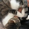 Charly aus dem Tierschutz