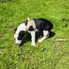 Sparky sehr menschenbezogen