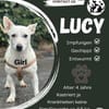Die liebe Lucy sucht ihr Zuhause