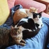 Junges Katerduo Elis und Piruleta