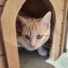 Sanftes Katzenmädchen Evora