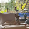 Lilly - sucht ihr für Immer Zuhause
