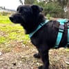 Pumba ❤Senior wartet in 79271 St. Peter