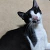 Verspielter Kater Mustache