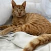 Unser besonderes Katzenseelchen Samson