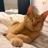 Unser besonderes Katzenseelchen Samson