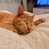 Unser besonderes Katzenseelchen Samson
