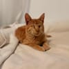 Unser besonderes Katzenseelchen Samson