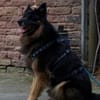 Senior Bruno sucht liebevolles Zuhause