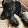 Zuhause gesucht für Kanya