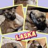 liebes Welpenmädchen Laska auf PS 91278