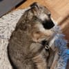 liebes Welpenmädchen Laska auf PS 91278