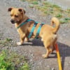 Hawk  kleiner Herzenshund