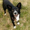 Sanfte Lucy sucht ruhiges Zuhause