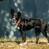 Sanfte Lucy sucht ruhiges Zuhause