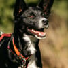 Sanfte Lucy sucht ruhiges Zuhause