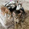 Pflegestellen für unsere Katzen gesucht!
