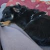 Freundlicher Familienhund Ameo