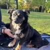 Freundlicher Familienhund Ameo