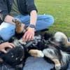 Freundlicher Familienhund Ameo