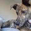 Möchtest du Jess ein Zuhause schenken?