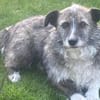 Darf Merle bald an deiner Seite sein?