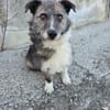 Darf Merle bald an deiner Seite sein?