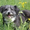 BOARU, kleiner Charmeur sucht