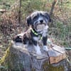 BOARU, kleiner Charmeur sucht