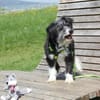 BOARU, kleiner Charmeur sucht