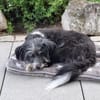 BOARU, kleiner Charmeur sucht