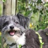 BOARU, kleiner Charmeur sucht