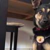 Tamina sucht eine liebevolle Familie