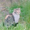 Lejdi