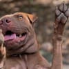 Pollux, mâle croisé Shar Pei, né le 03/06/2024 🐶