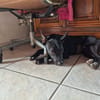 Naya, Femelle, X Berger, née le 18/08/2025 🐶