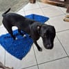 Naya, Femelle, X Berger, née le 18/08/2025 🐶