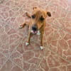 Frisky, Mâle, X Berger, né le 01/04/2025 🐶