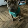 Brooklyn, femelle, Berger X Staffordshire Terrier (Décatégorisée par diagnose), née le 20/04/2022