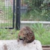 KIWI jeune chatte